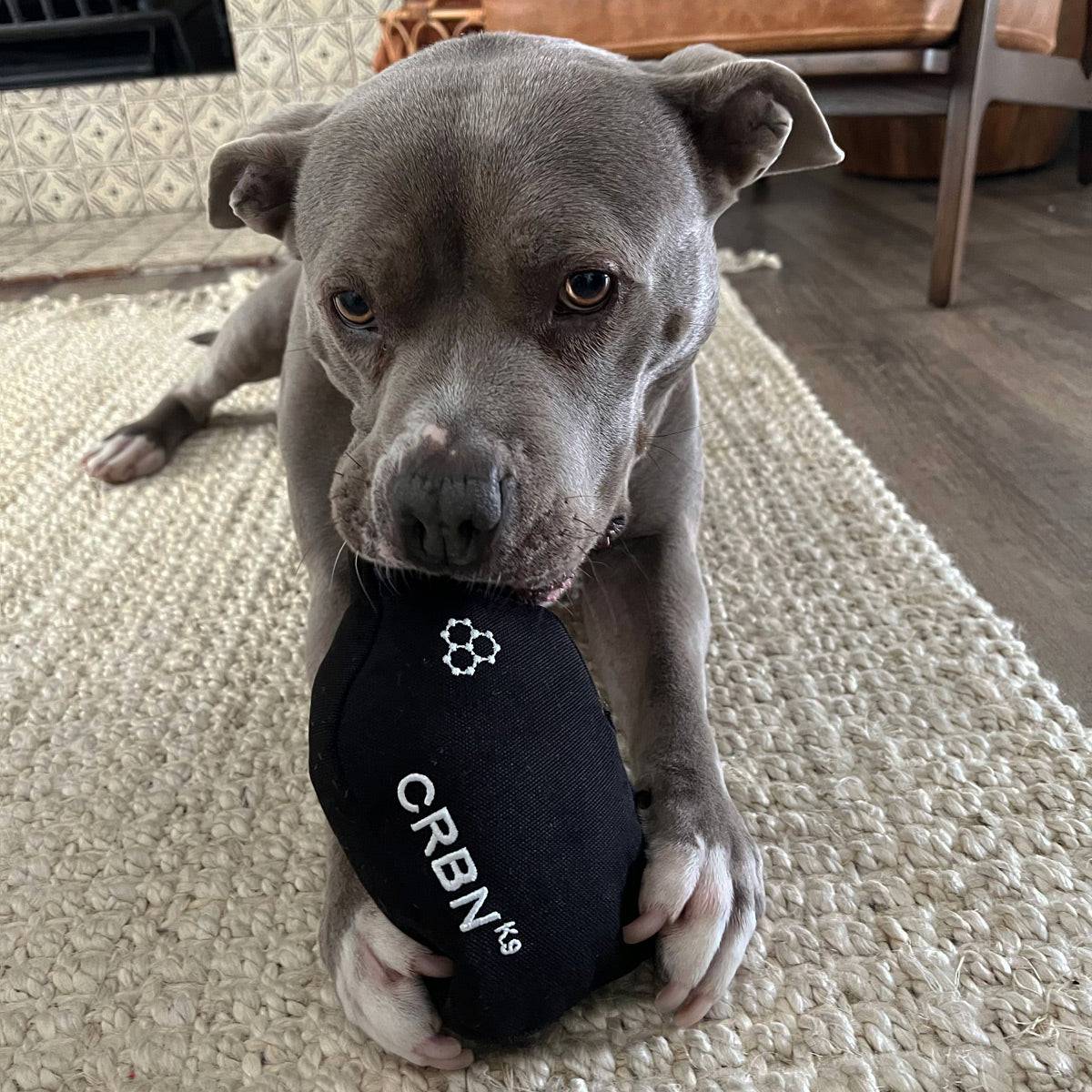CRBNᴷ⁹ Squeak Dog Toy - Image 4